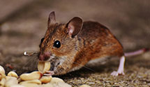 24 Hour & Emergency Exterminators in South Holland, IL